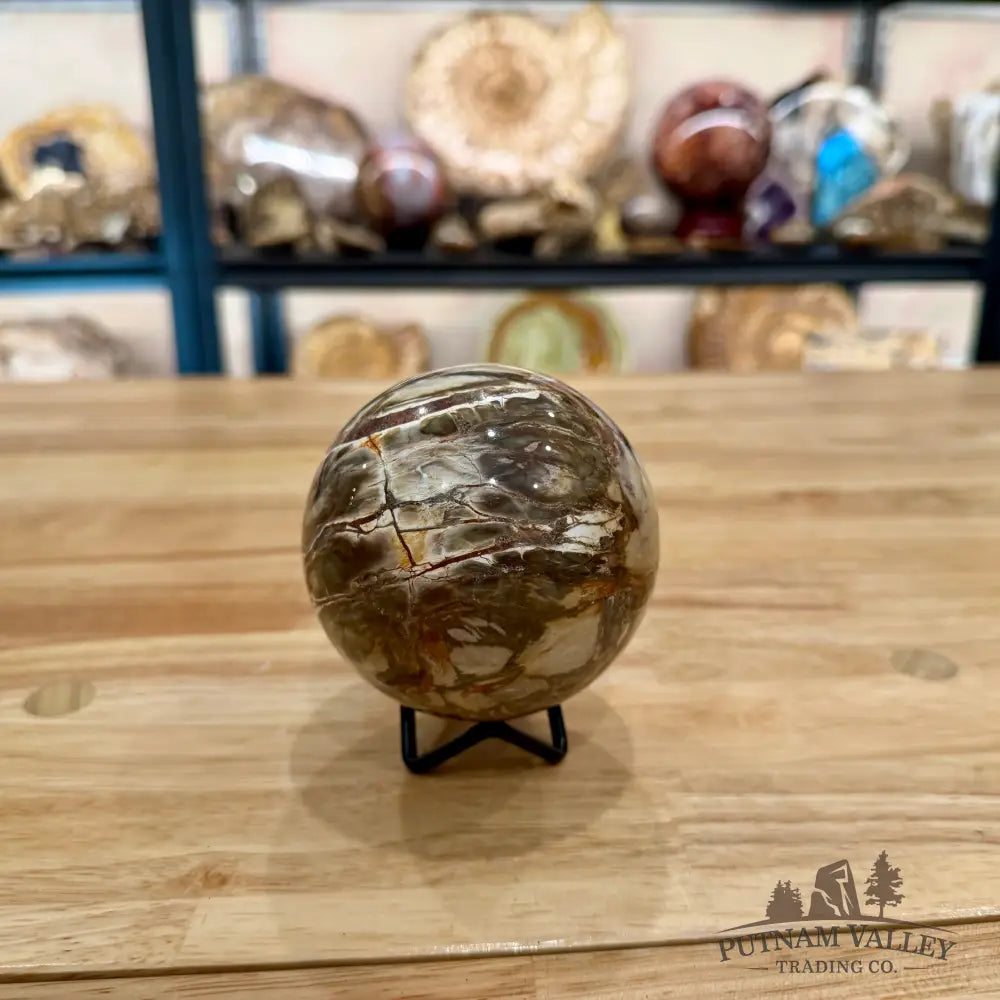 Reserve Petrified Wood Sphere 3.4’’ Sphere