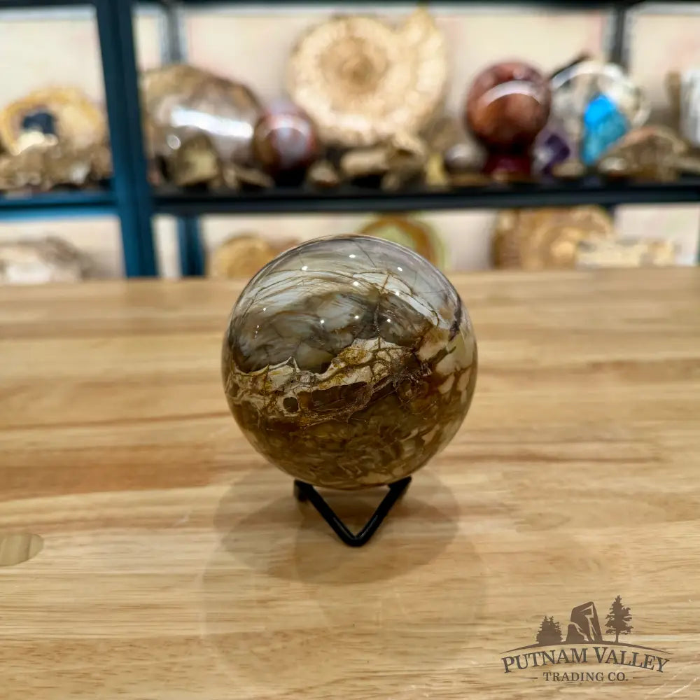 Reserve Petrified Wood Sphere 3.4’’ Sphere