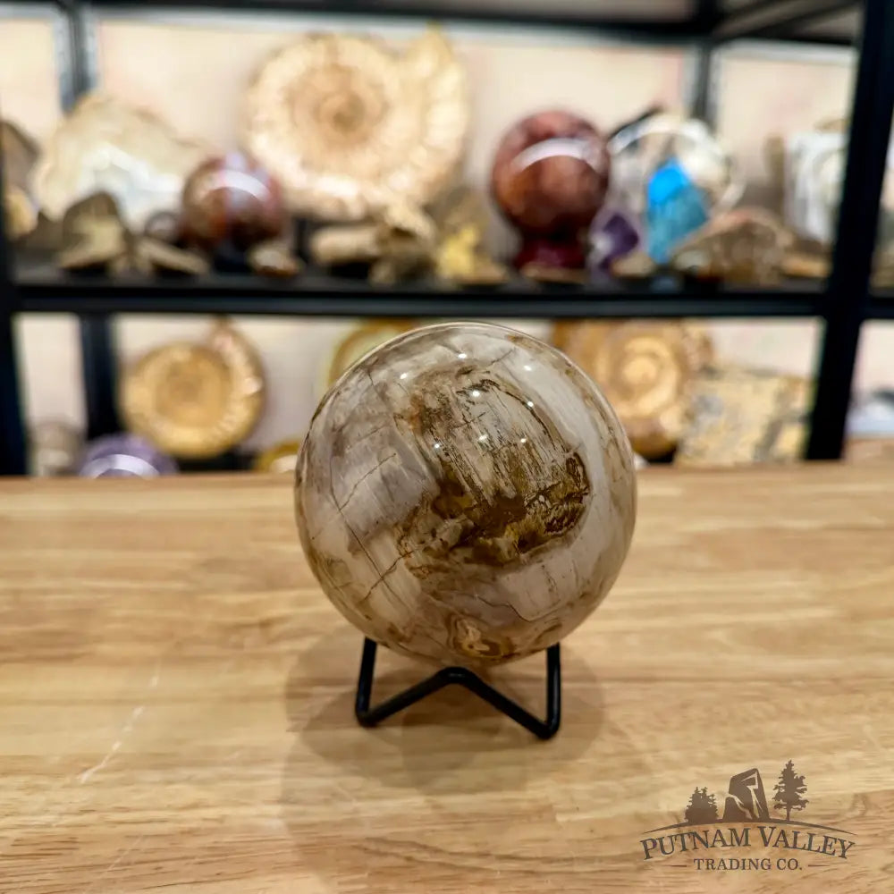 Reserve Madagascar Petrified Wood Sphere 3.49’’ - Sphere
