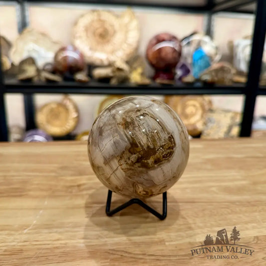 Reserve Madagascar Petrified Wood Sphere 3.49’’ - Sphere