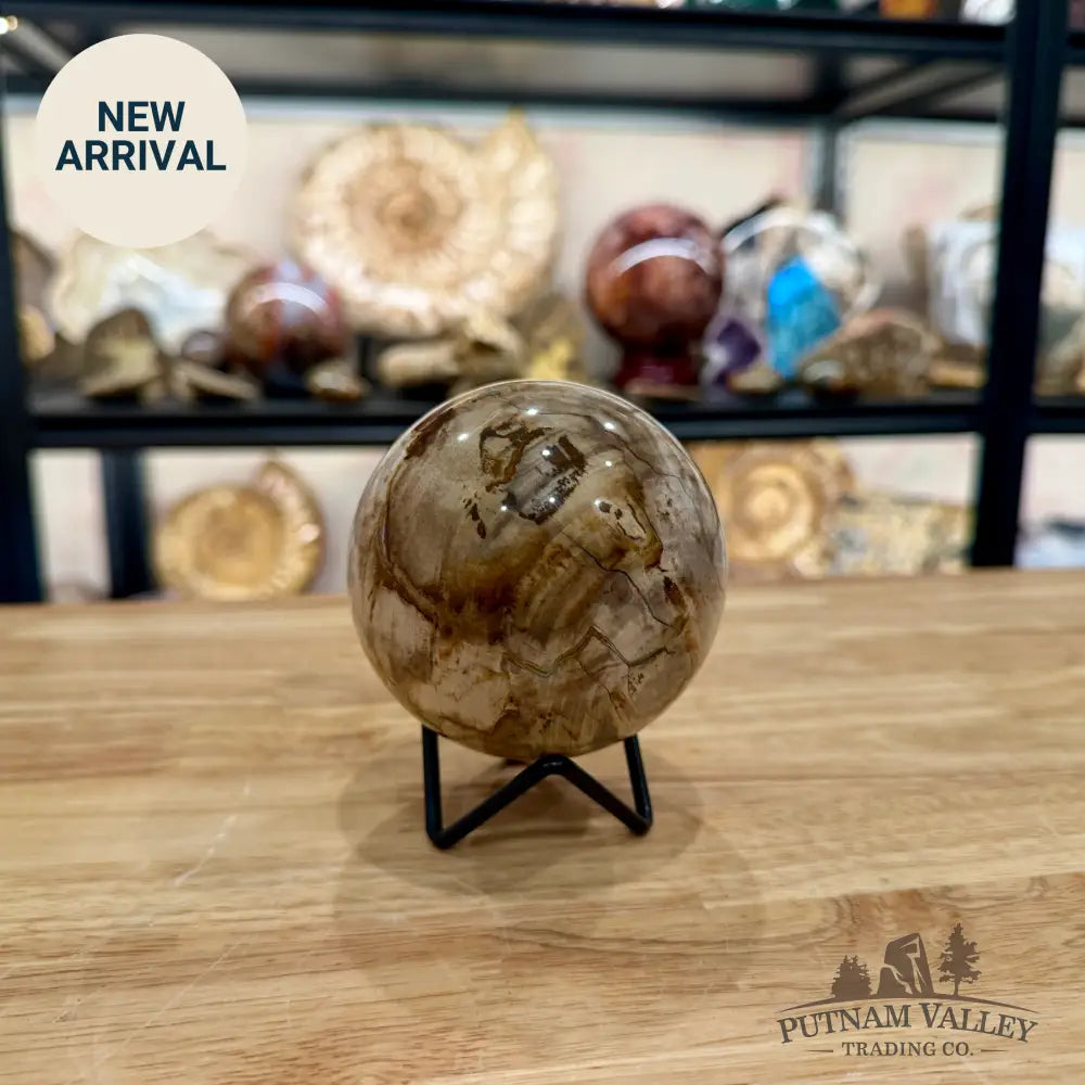 Reserve Madagascar Petrified Wood Sphere 3.49’’ - Sphere