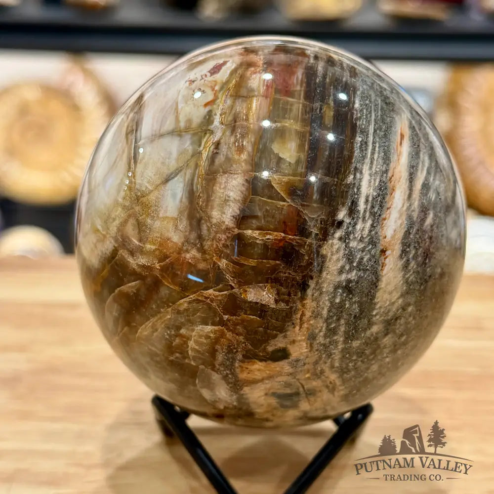Reserve Madagascar Petrified Wood Sphere 3.6’’ - Sphere