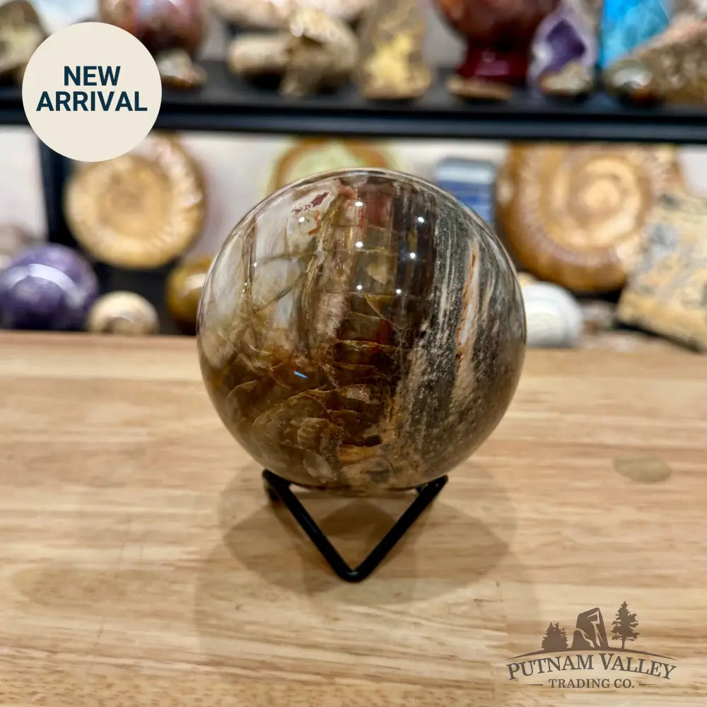 Reserve Madagascar Petrified Wood Sphere 3.6’’ - Sphere