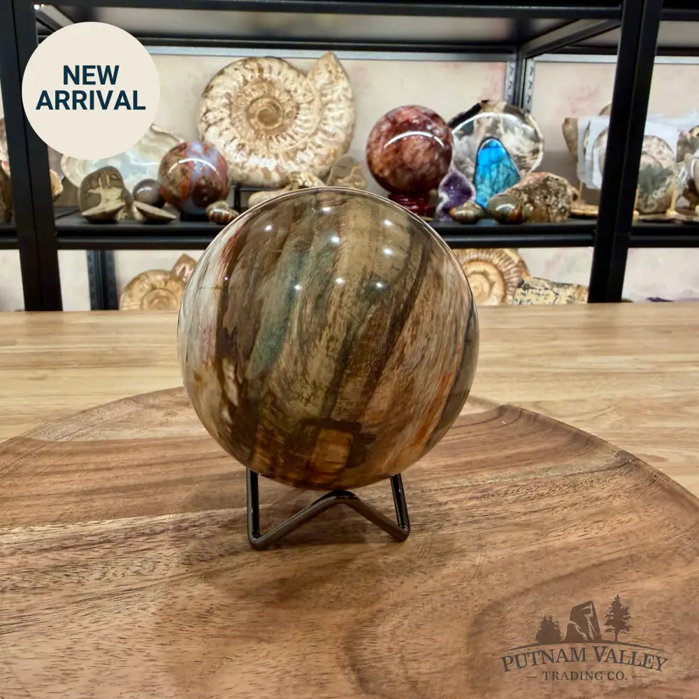 Reserve Madagascar Petrified Wood Sphere 3.74’’ - Sphere