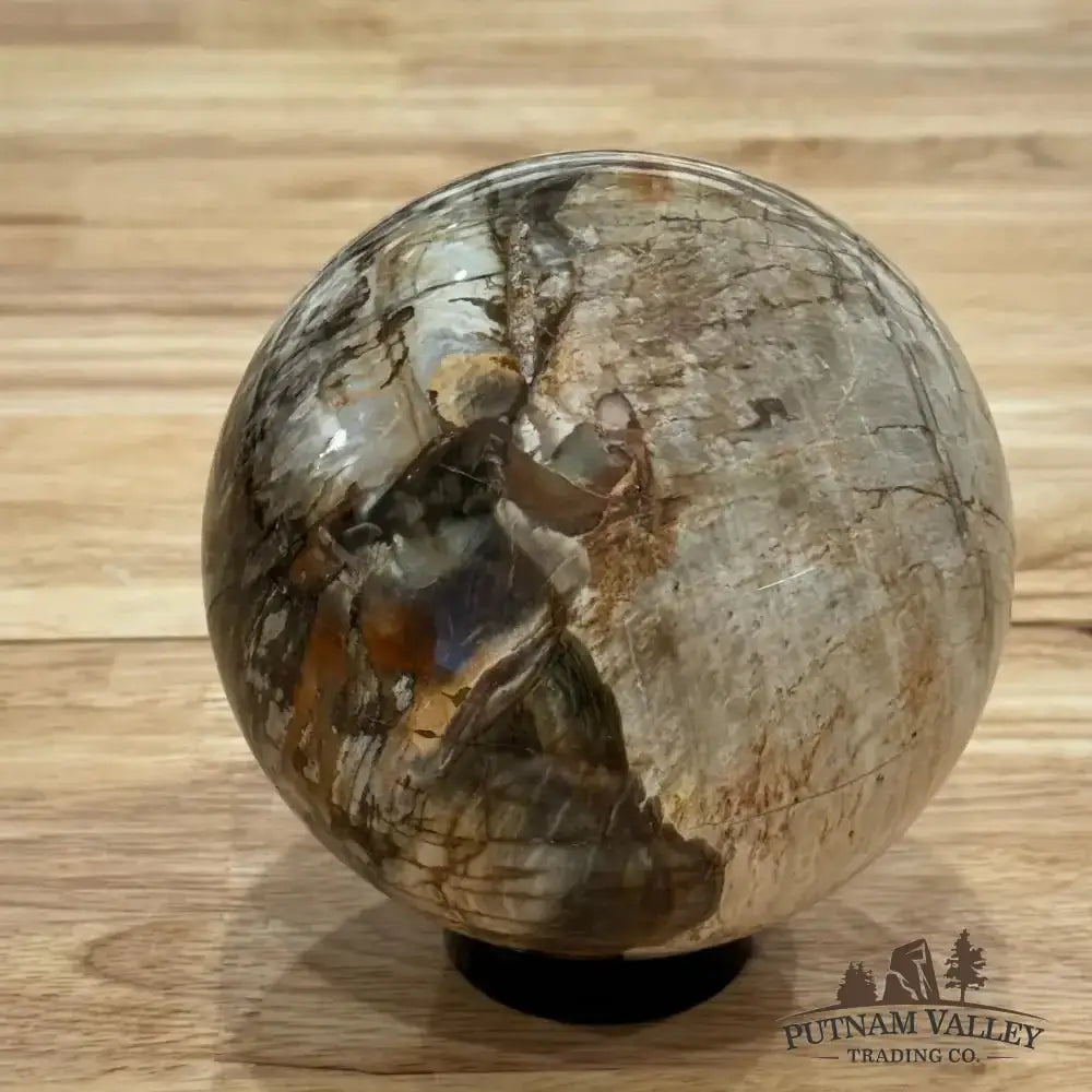 Reserve Petrified Wood Sphere 4.62" - Putnam Valley Trading Co.