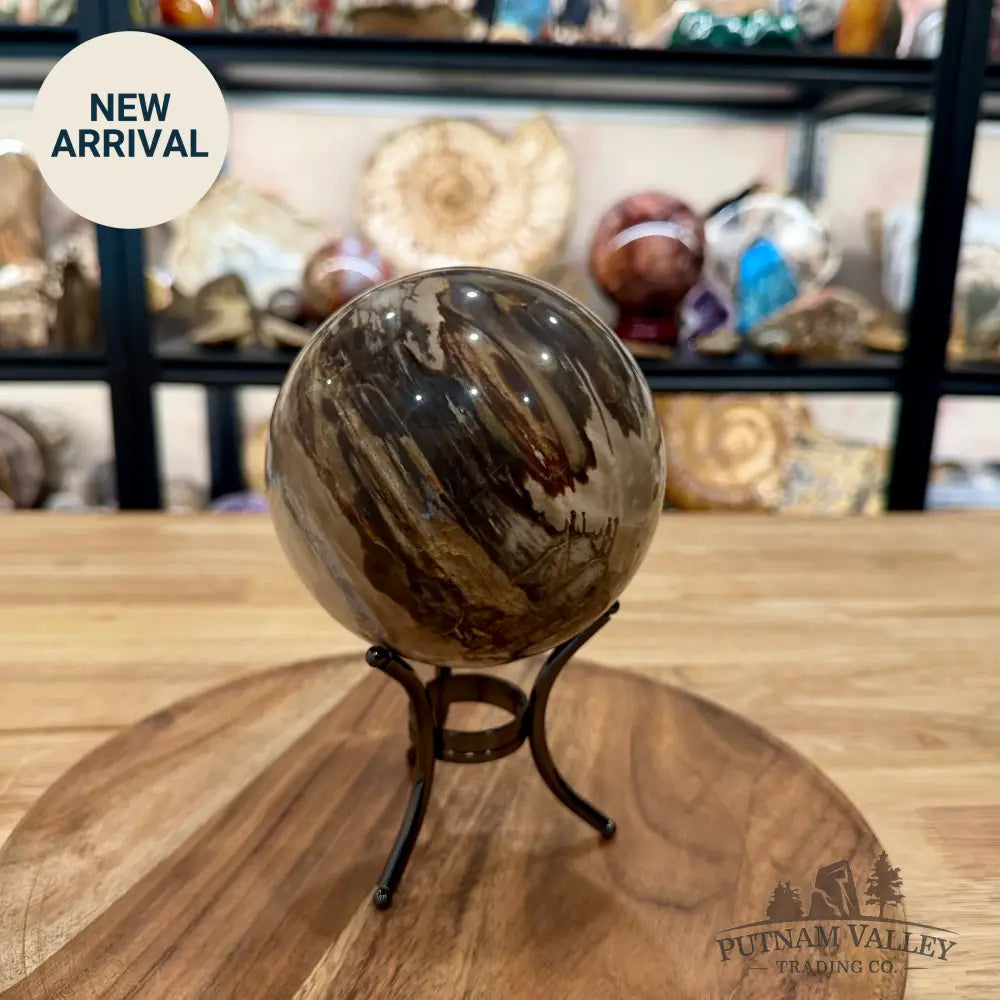 Reserve Madagascar Petrified Wood Sphere 4.64’’ - Sphere