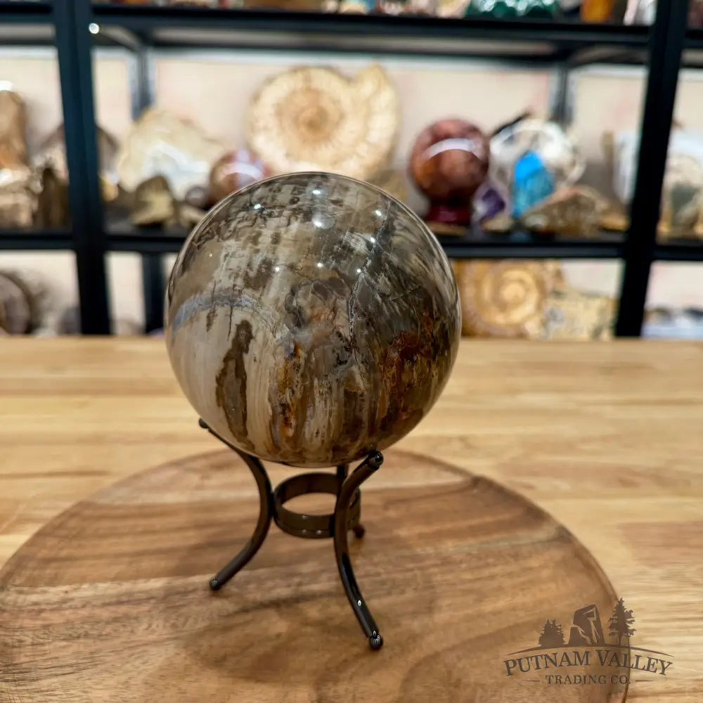 Reserve Madagascar Petrified Wood Sphere 4.64’’ - Sphere