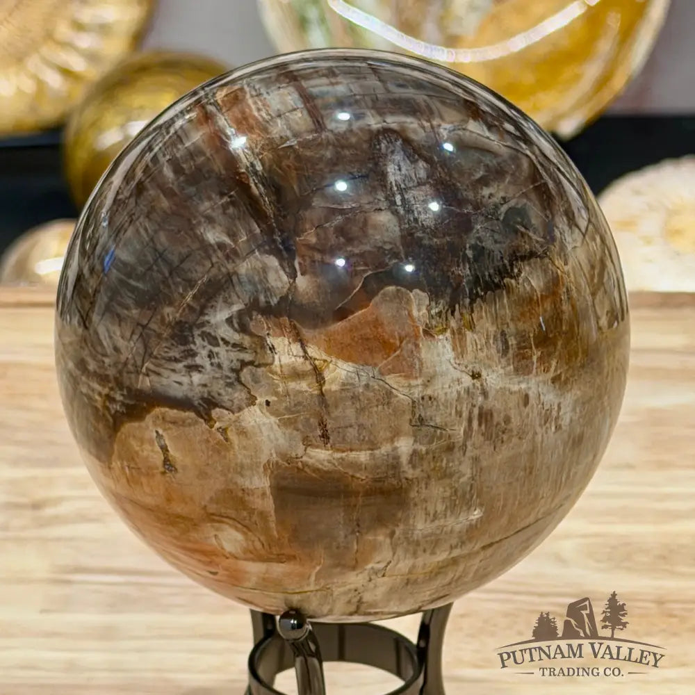 Reserve Madagascar Petrified Wood Sphere 4.67’’ - Sphere