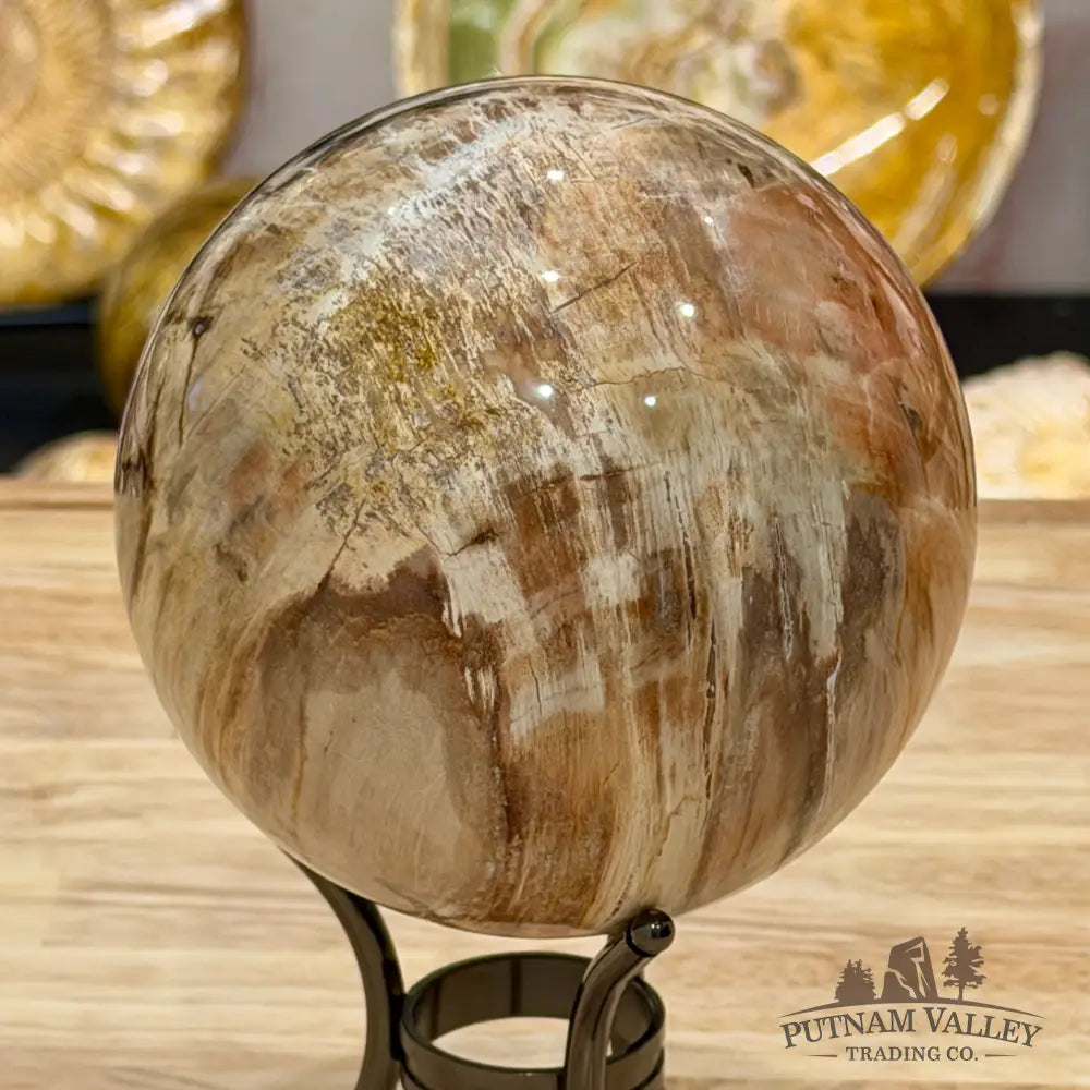 Reserve Madagascar Petrified Wood Sphere 4.67’’ - Sphere