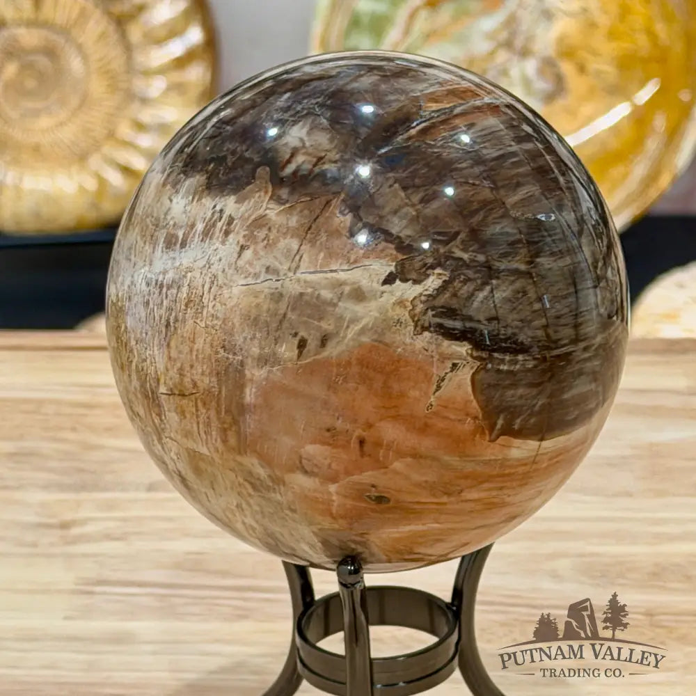Reserve Madagascar Petrified Wood Sphere 4.67’’ - Sphere