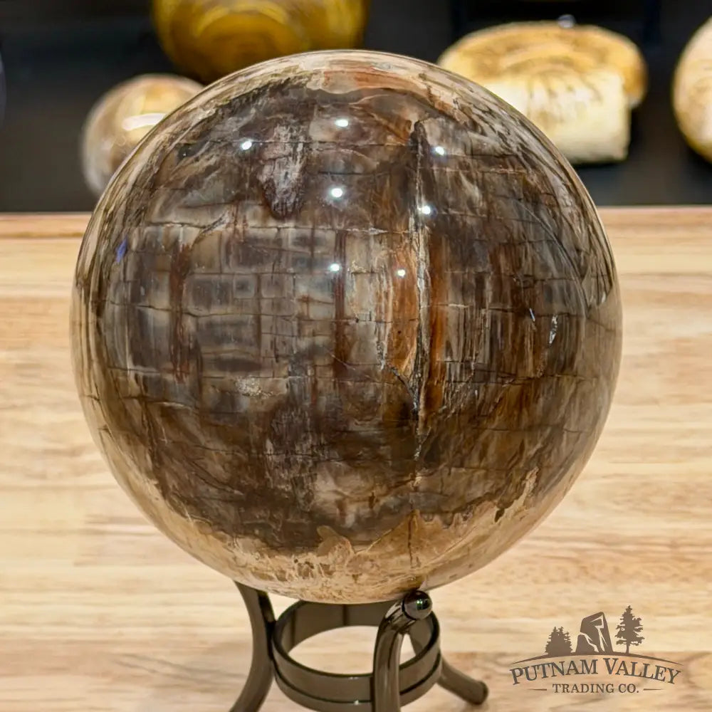 Reserve Madagascar Petrified Wood Sphere 4.67’’ - Sphere