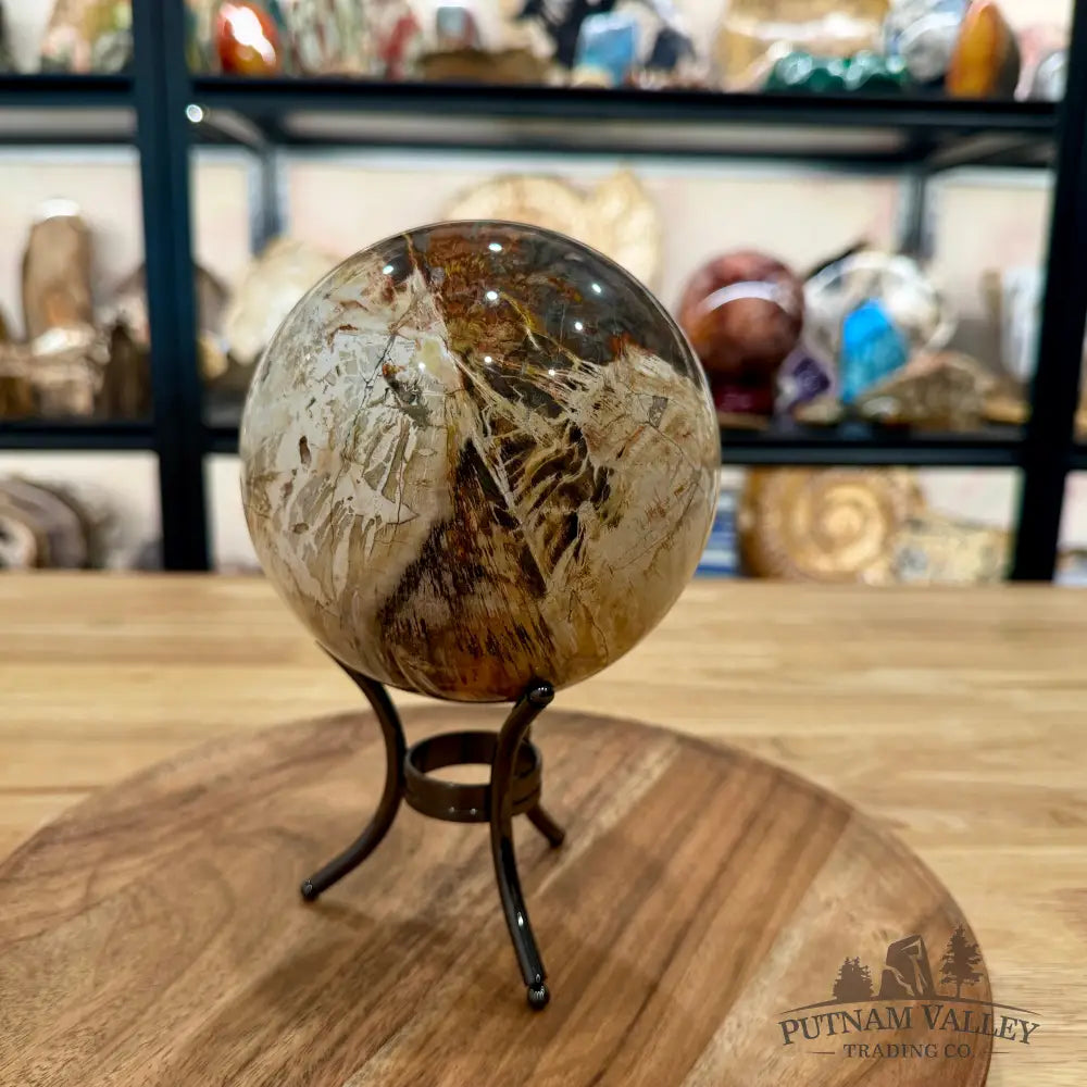 Reserve Madagascar Petrified Wood Sphere 4.82’’ - Sphere