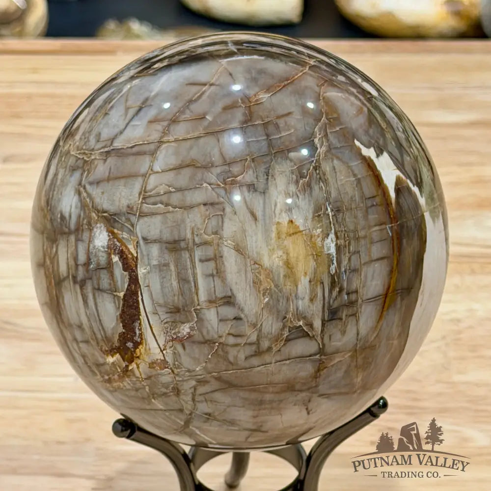 Reserve Madagascar Petrified Wood Sphere 4.87’’ - Sphere