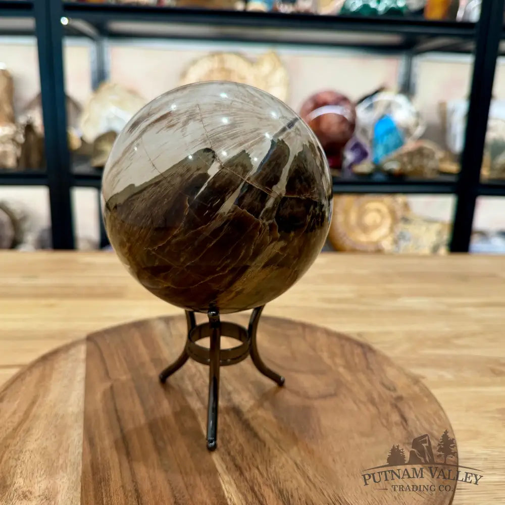 Reserve Madagascar Petrified Wood Sphere 4.99’’ - Sphere