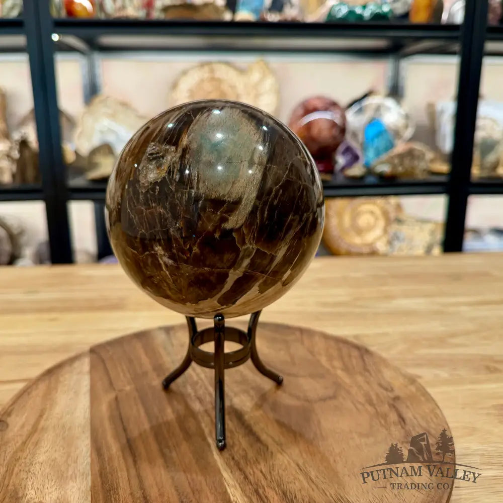 Reserve Madagascar Petrified Wood Sphere 4.99’’ - Sphere