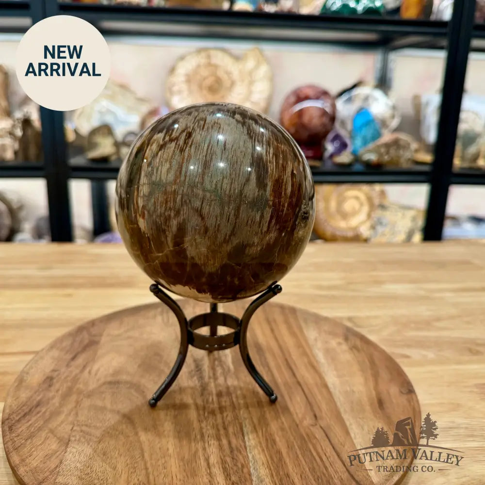 Reserve Madagascar Petrified Wood Sphere 4.99’’ - Sphere