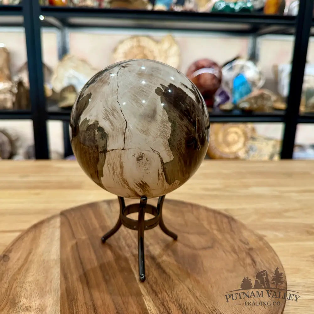 Reserve Madagascar Petrified Wood Sphere 4.99’’ - Sphere