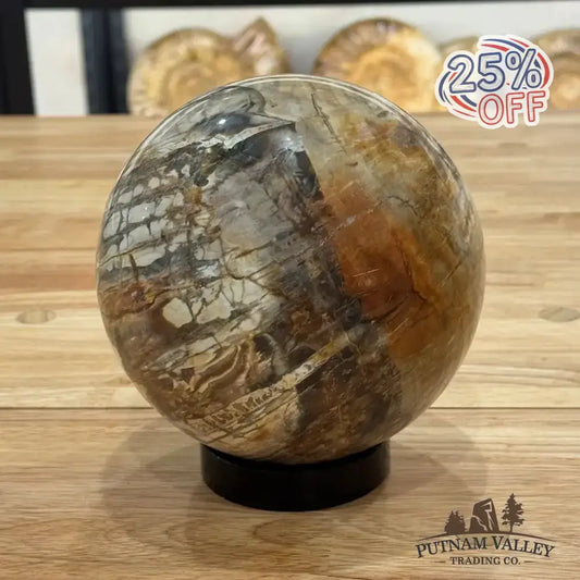 Reserve Petrified Wood Sphere 5.59" - Putnam Valley Trading Co.