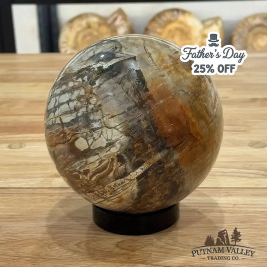 Reserve Petrified Wood Sphere 5.59" - Putnam Valley Trading Co.