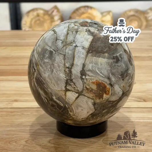 Reserve Petrified Wood Sphere 5.65" - Putnam Valley Trading Co.