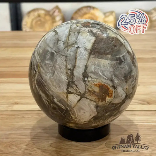 Reserve Petrified Wood Sphere 5.65" - Putnam Valley Trading Co.