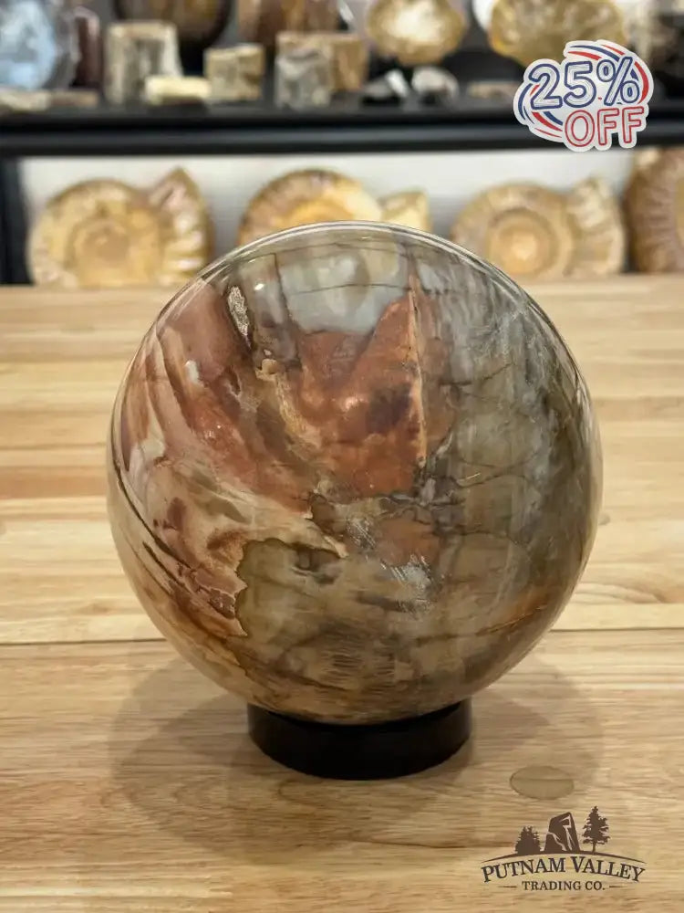 Reserve Petrified Wood Sphere 6.05" - Putnam Valley Trading Co.