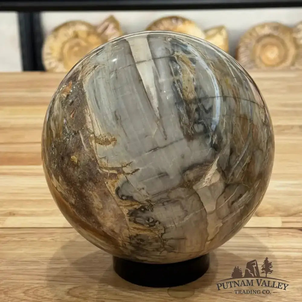 Reserve Petrified Wood Sphere 6.46" - Putnam Valley Trading Co.