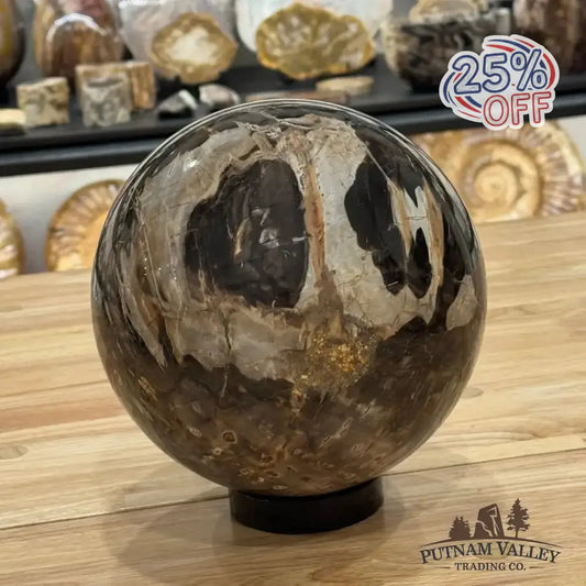 Reserve Petrified Wood Sphere 7" - Putnam Valley Trading Co.