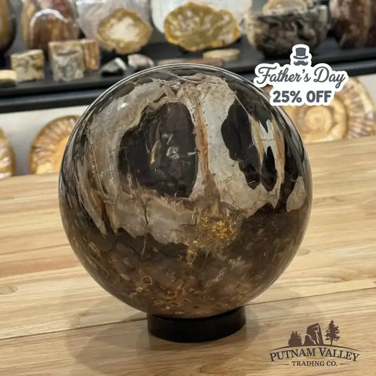 Reserve Petrified Wood Sphere 7" - Putnam Valley Trading Co.