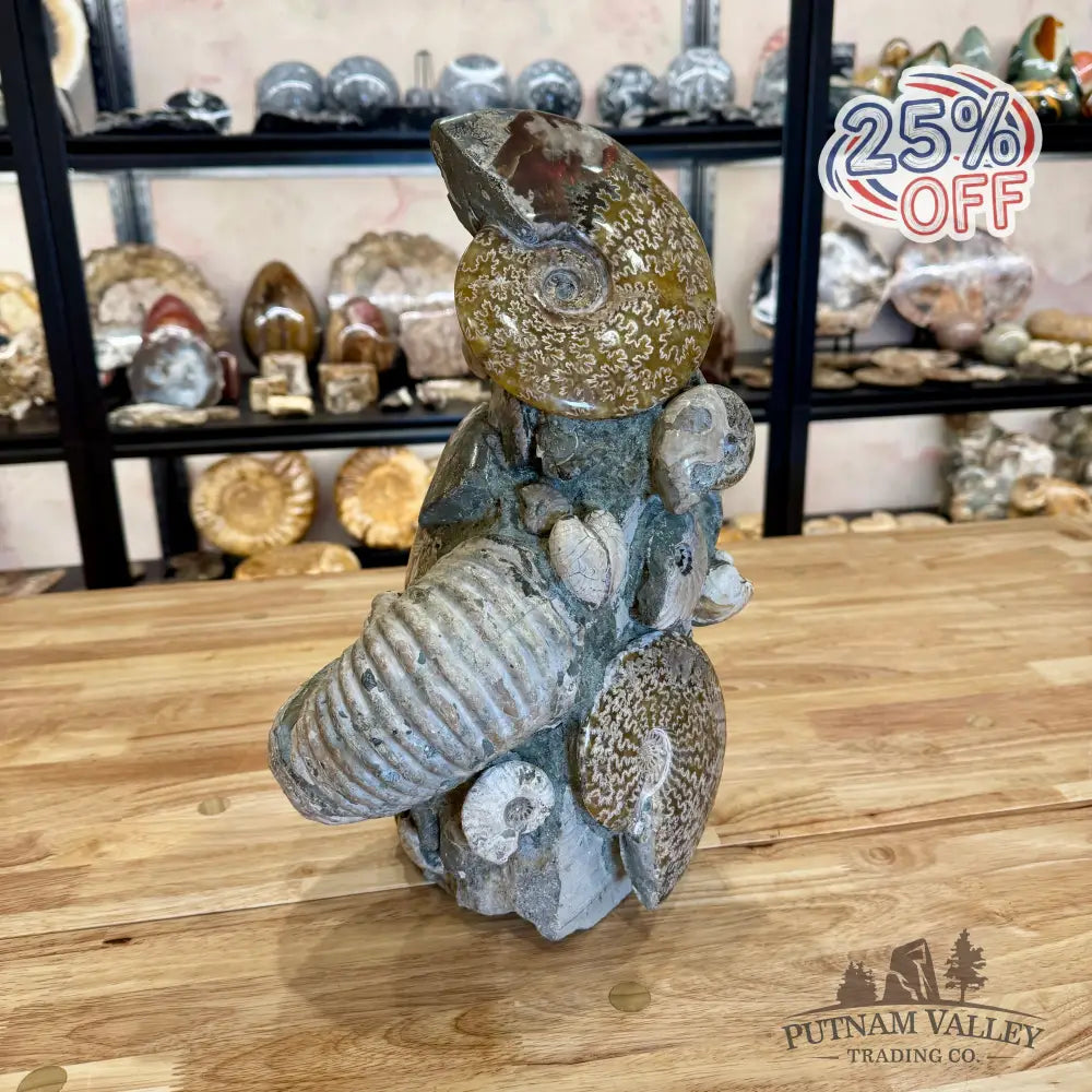 Large Moroccan Ammonite Cluster Sculpture 15’’ Fossil Sculpture