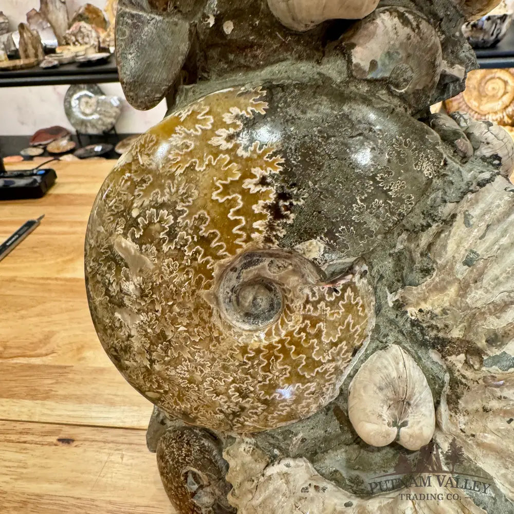 Large Moroccan Ammonite Cluster Sculpture 15’’ Fossil Sculpture
