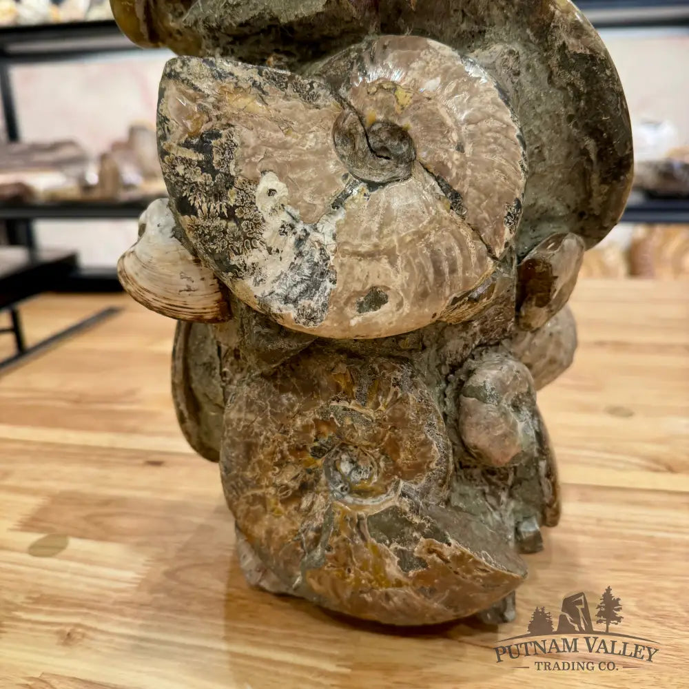 Large Moroccan Ammonite Cluster Sculpture 15’’ Fossil Sculpture