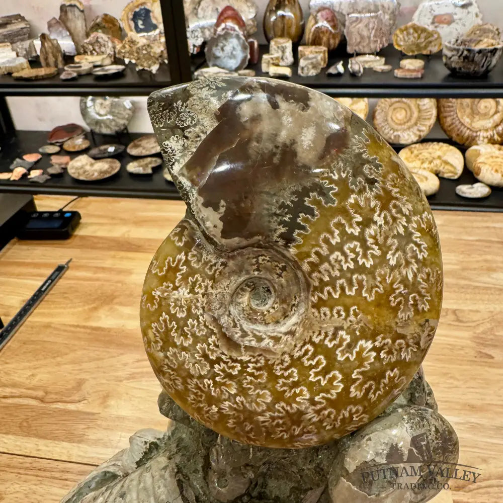 Large Moroccan Ammonite Cluster Sculpture 15’’ Fossil Sculpture