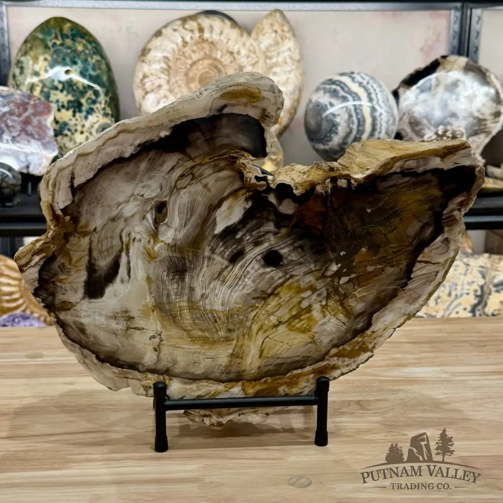 Reserve Oregon Petrified Wood End Cut Accent 16’’ + Stand - Sculpture