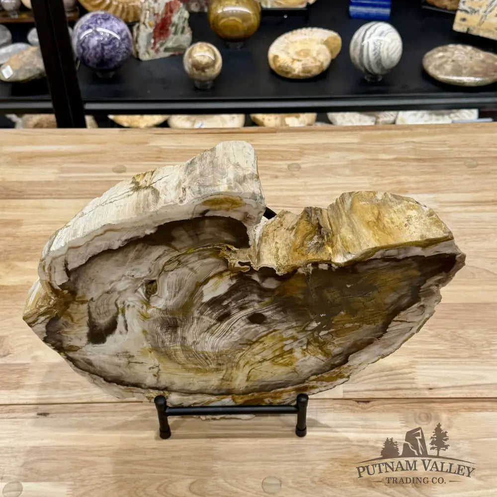 Reserve Oregon Petrified Wood End Cut Accent 16’’ + Stand - Sculpture