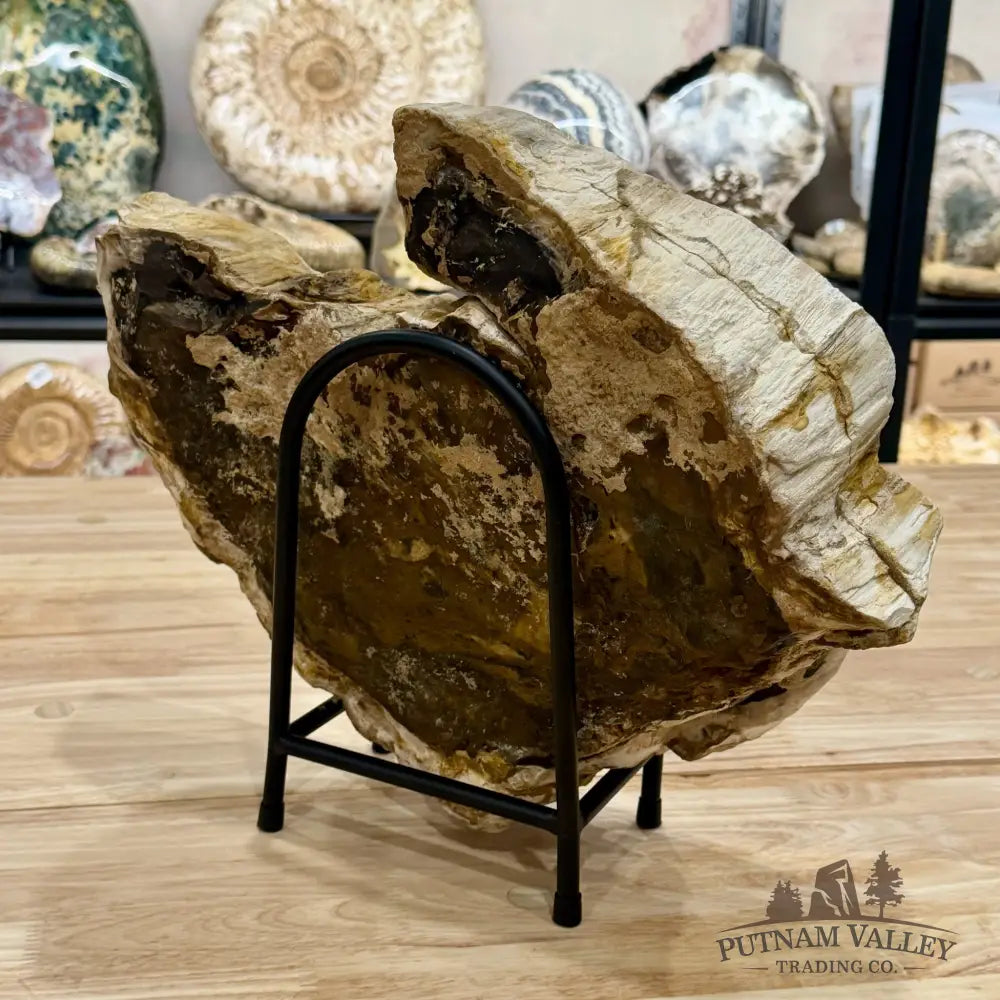 Reserve Oregon Petrified Wood End Cut Accent 16’’ + Stand - Sculpture