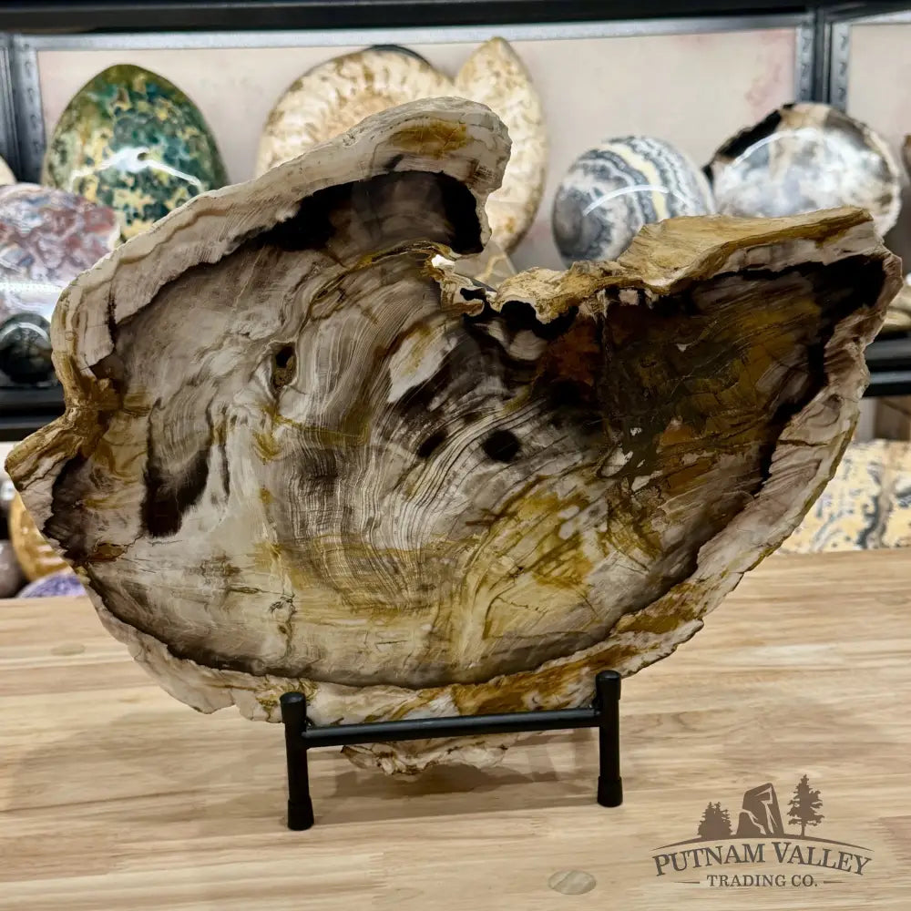 Reserve Oregon Petrified Wood End Cut Accent 16’’ + Stand - Sculpture