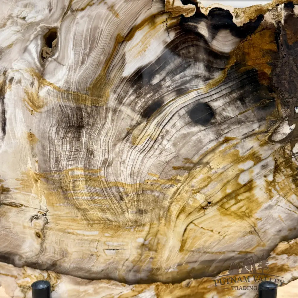 Reserve Oregon Petrified Wood End Cut Accent 16’’ + Stand - Sculpture