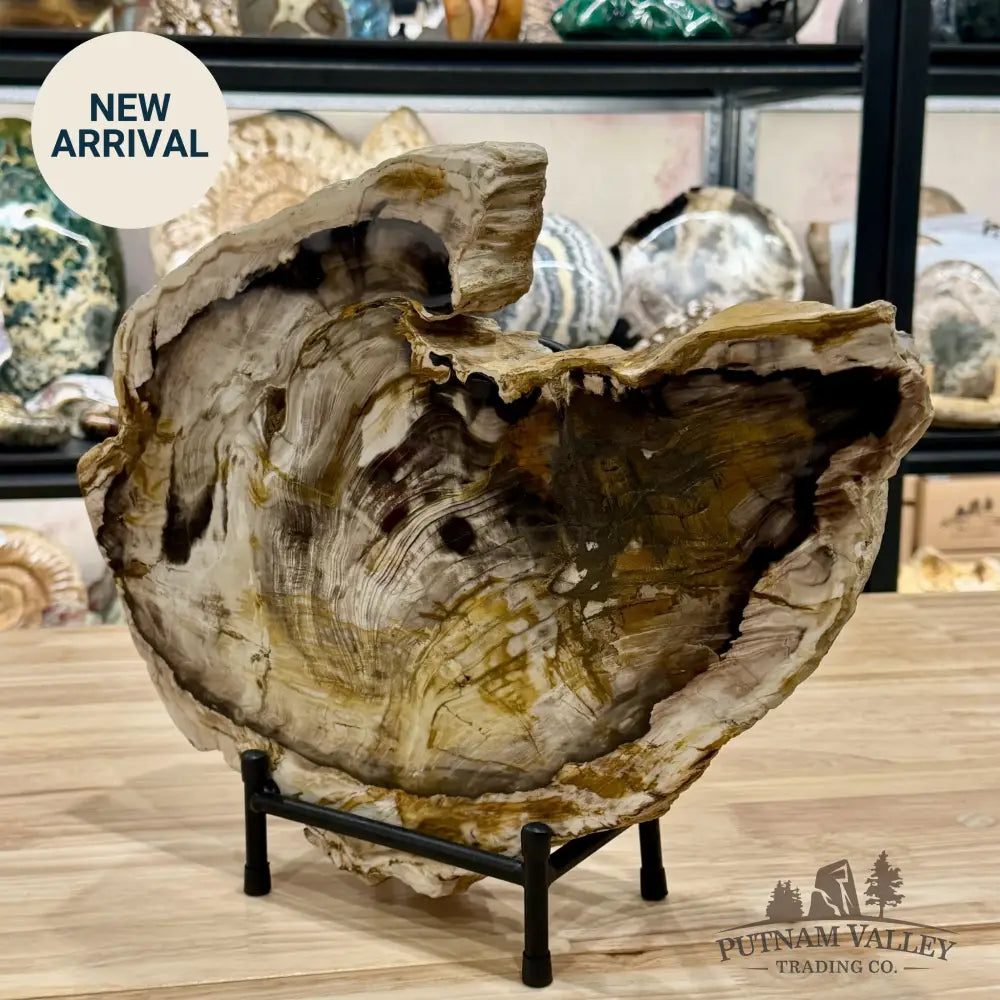 Reserve Oregon Petrified Wood End Cut Accent 16’’ + Stand - Sculpture