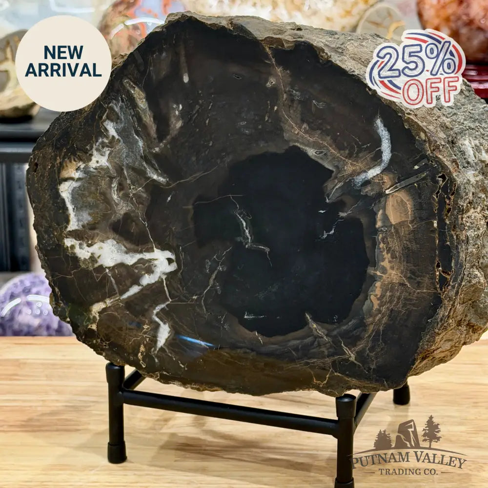 Reserve Oregon Petrified Wood Table Accent 10.75’’ + Stand - Sculpture