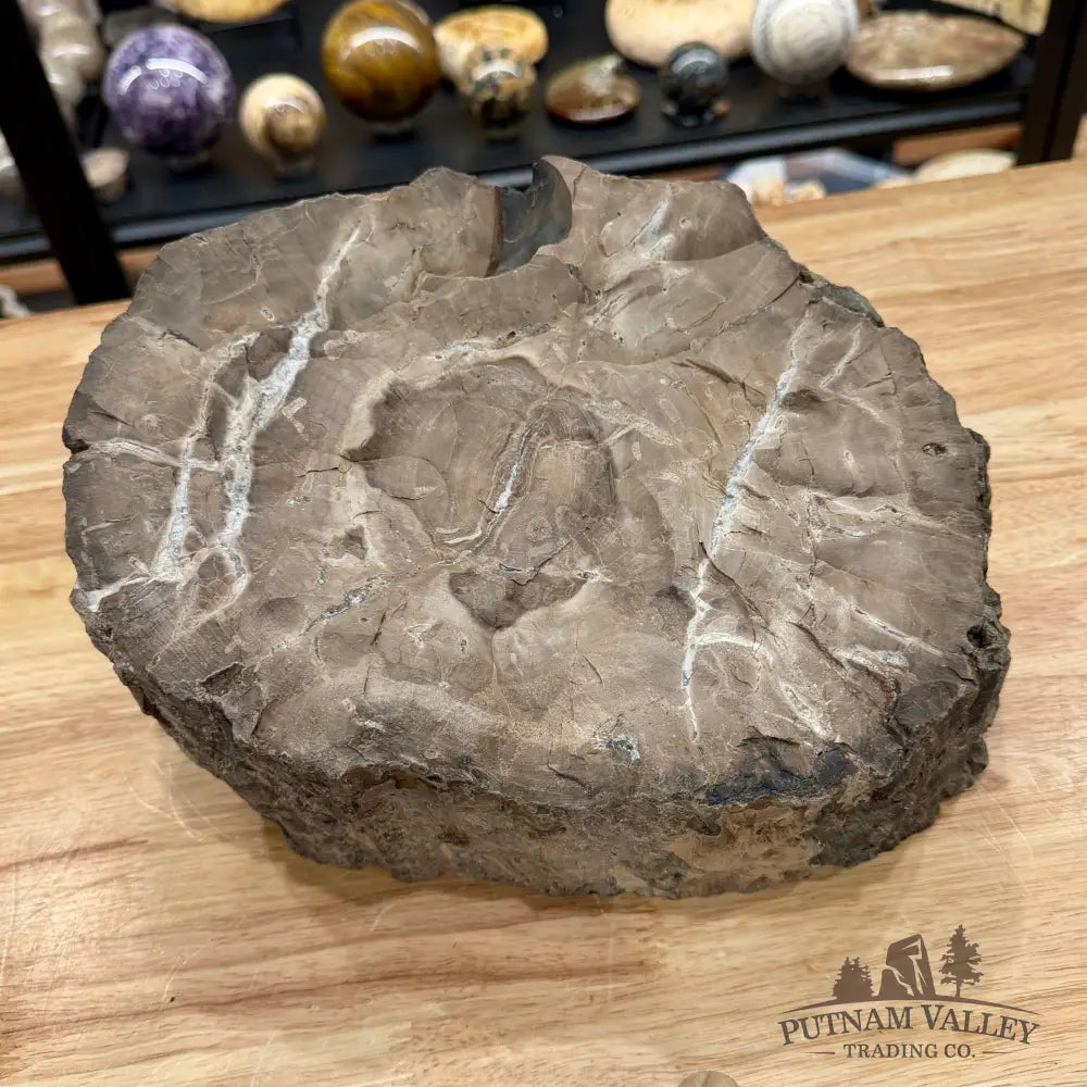 Reserve Oregon Petrified Wood Table Accent 10.75’’ + Stand - Sculpture