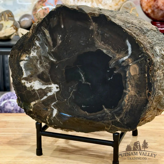 Reserve Oregon Petrified Wood Table Accent 10.75’’ + Stand - Sculpture