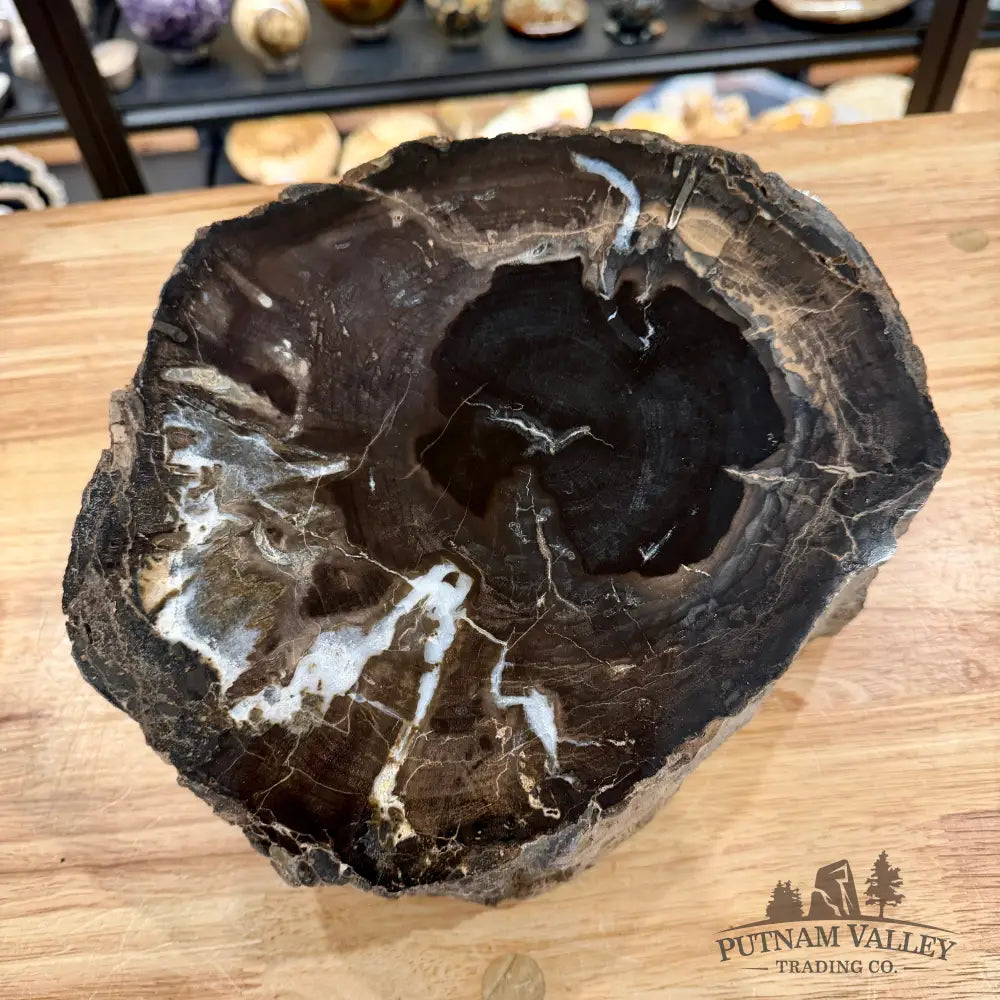 Reserve Oregon Petrified Wood Table Accent 10.75’’ + Stand - Sculpture