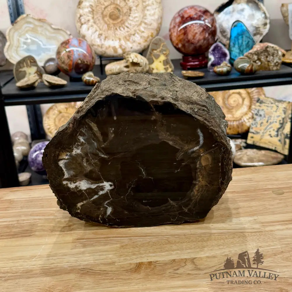 Reserve Oregon Petrified Wood Table Accent 10.75’’ + Stand - Sculpture