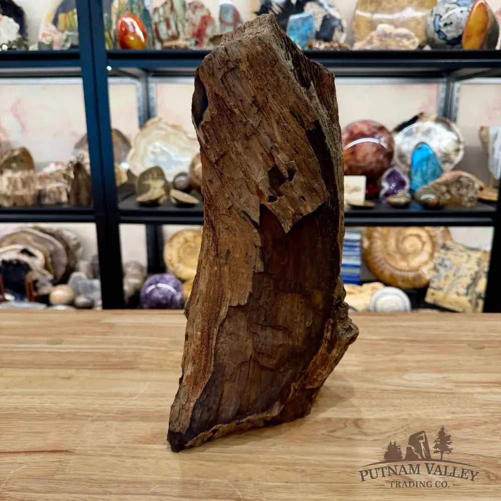 Reserve Oregon Petrified Wood Table Accent 13.5’’ - Sculpture