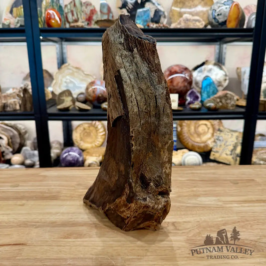 Reserve Oregon Petrified Wood Table Accent 13.5’’ - Sculpture