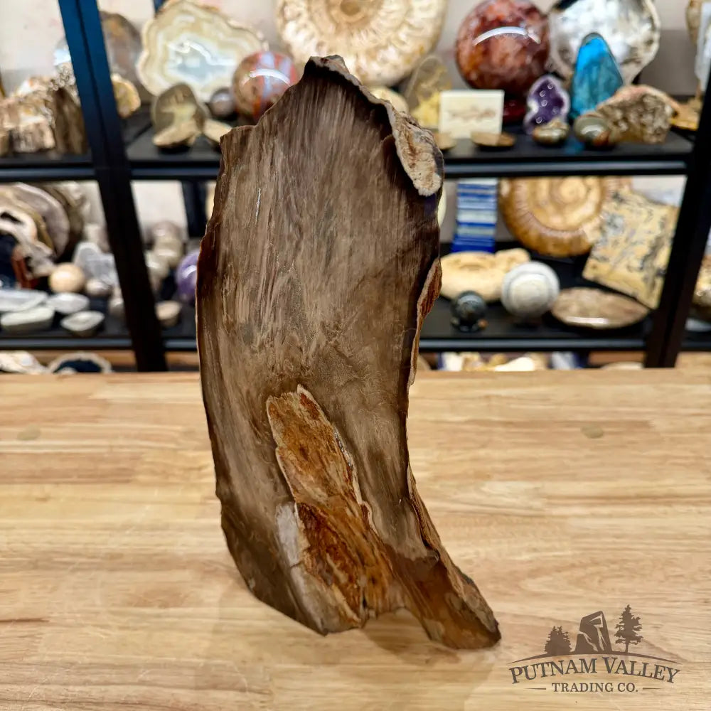 Reserve Oregon Petrified Wood Table Accent 13.5’’ - Sculpture