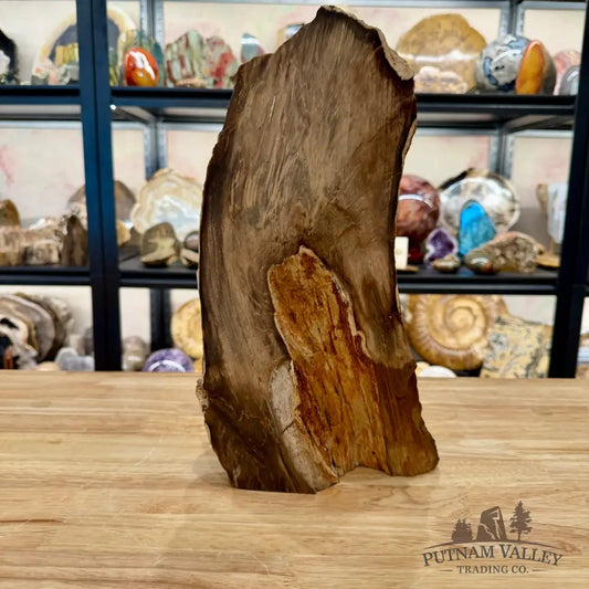 Reserve Oregon Petrified Wood Table Accent 13.5’’ - Sculpture