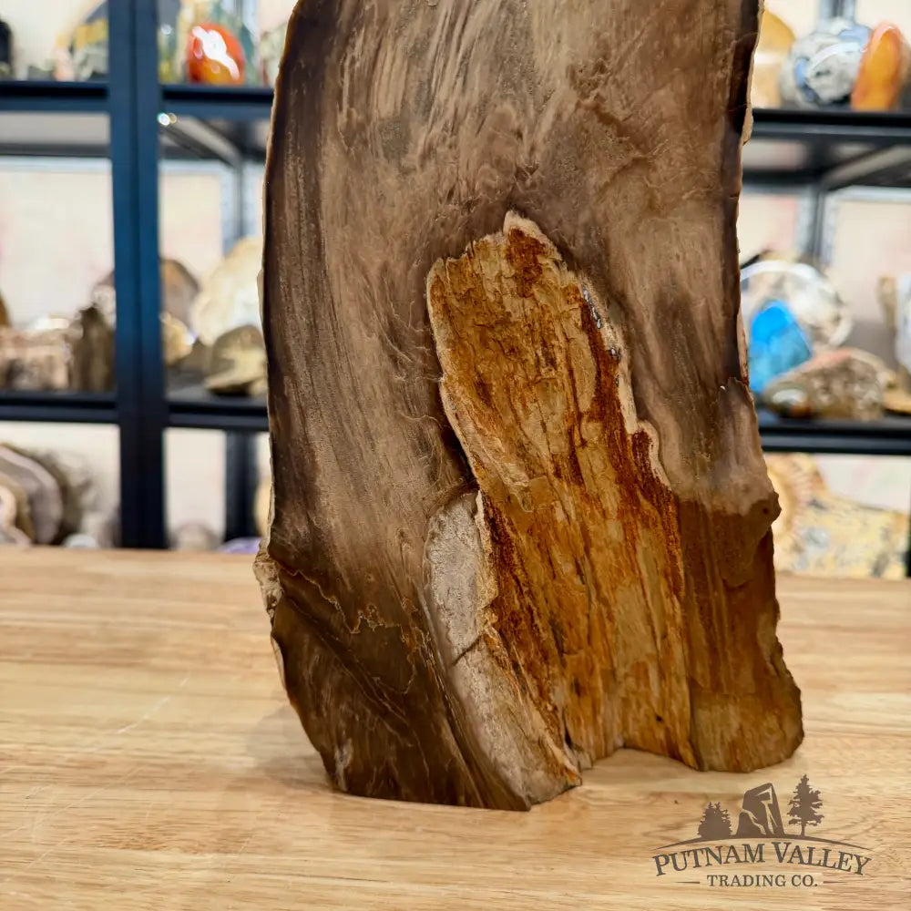 Reserve Oregon Petrified Wood Table Accent 13.5’’ - Sculpture