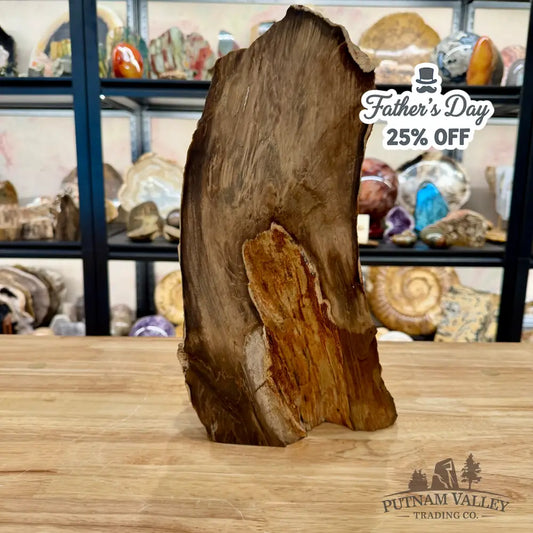 Reserve Oregon Petrified Wood Table Accent 13.5’’ - Sculpture